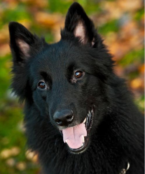 Milo