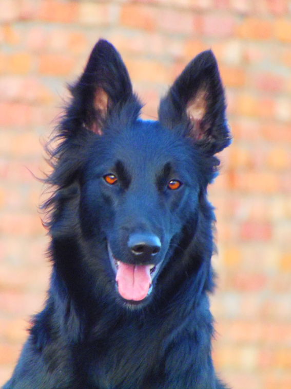 Qiri