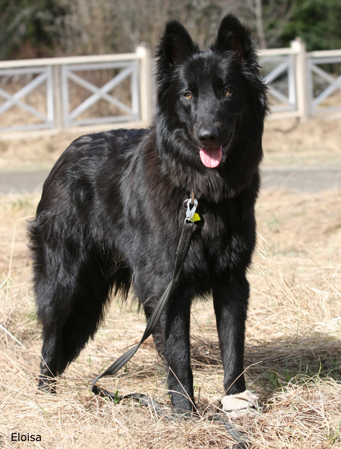 Roihu