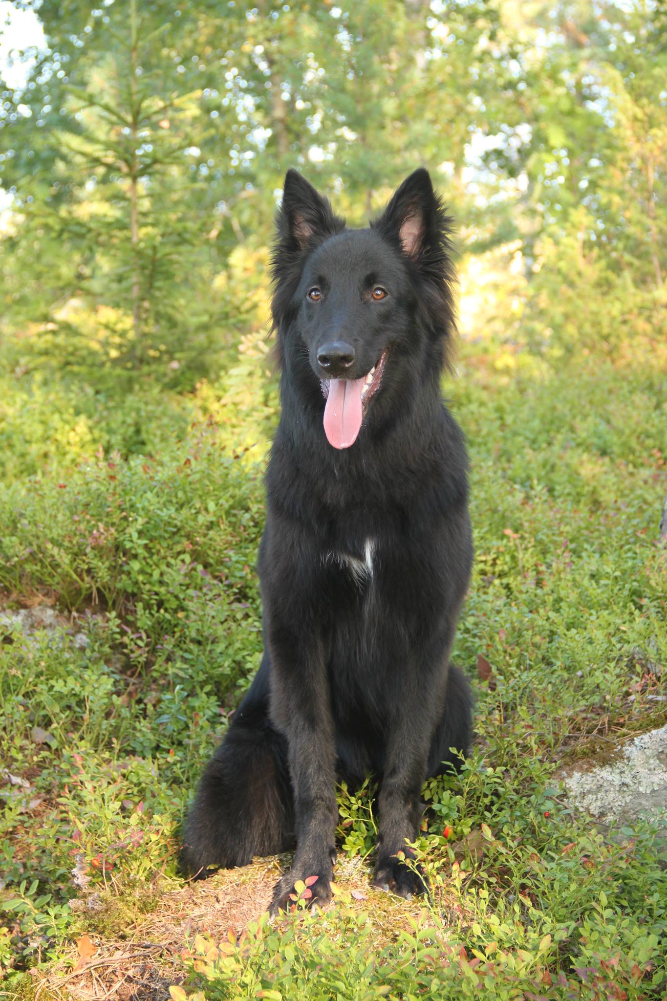 Karpo