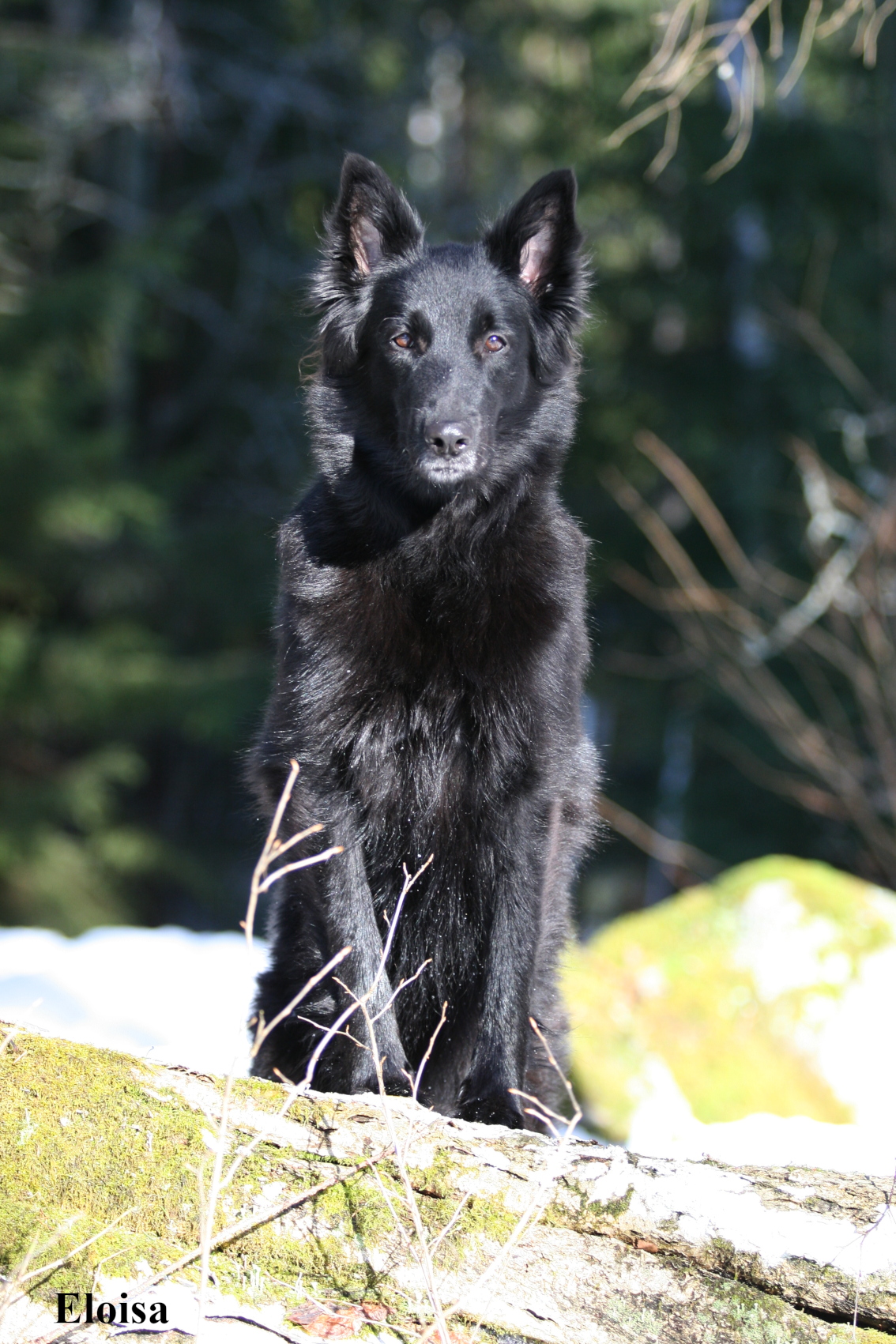 Wälke